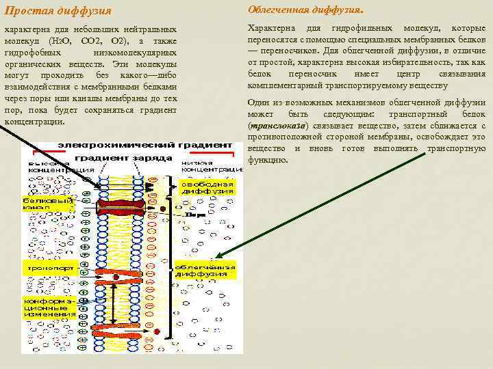 Облегченная диффузия