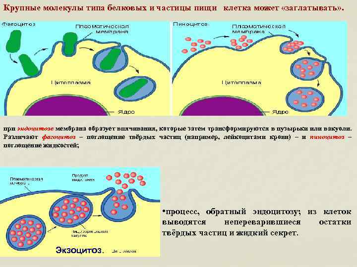 Поглощение клеткой твердых пищевых частиц. Поглощение твёрдых частиц путём фагоцитоза. Поглощение клеткой твердых частиц. Клетка поглощает вещества.