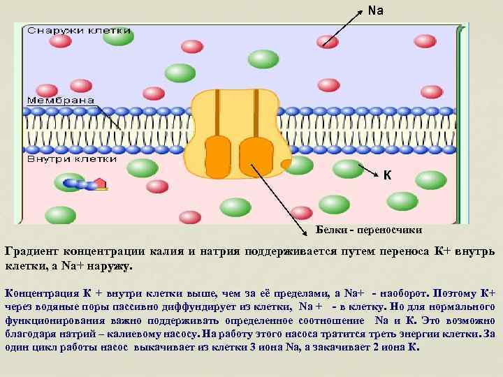 Ионы в мембране. Калий натриевый насос внутри клетки. Мембрана клетки белки переносчики. Клеточная мембрана натрий. Мембрана клетки калий и натрий.