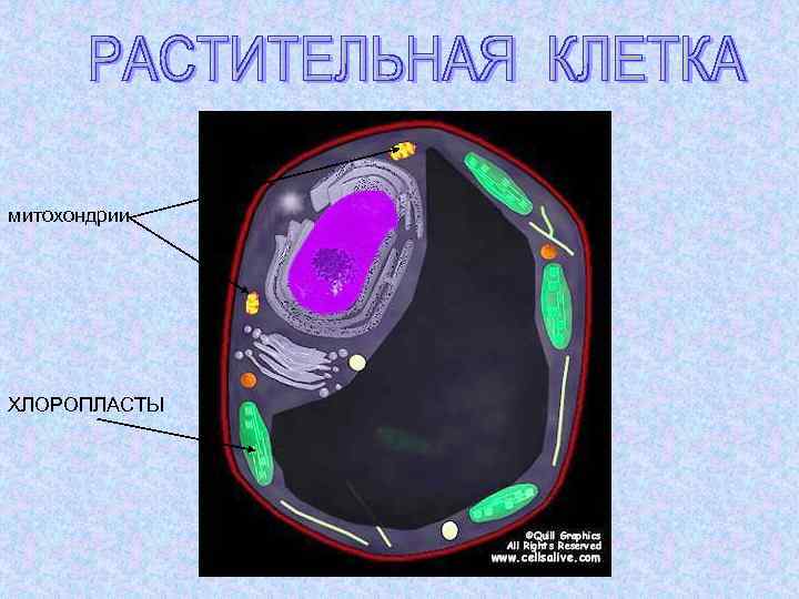 митохондрии ХЛОРОПЛАСТЫ 