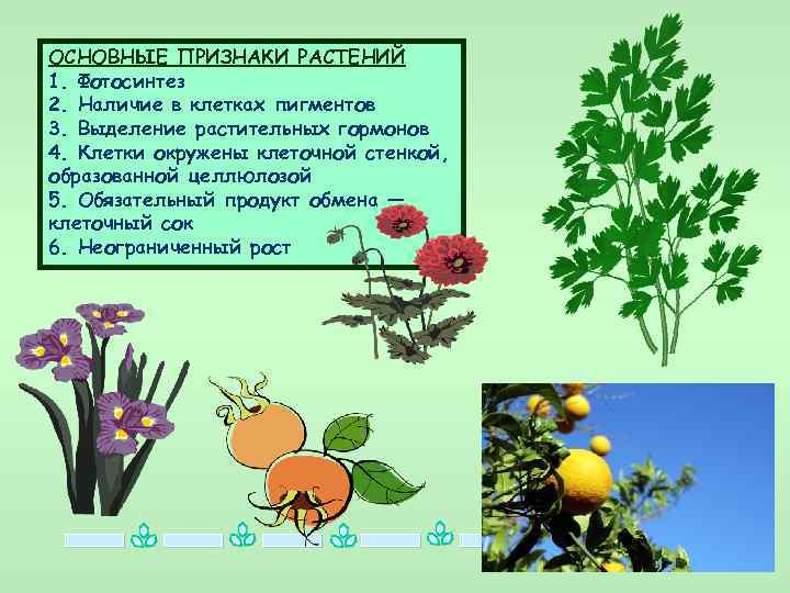 7 общих признаков растений. Растения имеют неограниченный рост. 1 Из важнейших признаков растений.