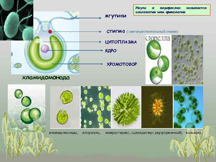 Одноклеточные водоросли рисунок