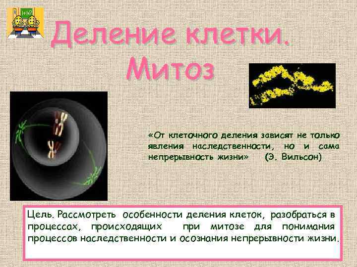 Деление клетки. Митоз «От клеточного деления зависят не только явления наследственности, но и сама