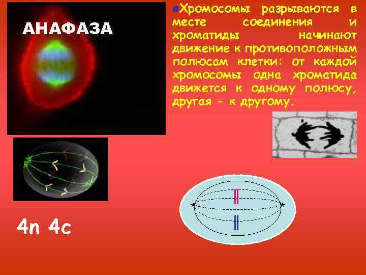 n. Хромосомы АНАФАЗА 4 n 4 с разрываются в месте соединения и хроматиды начинают
