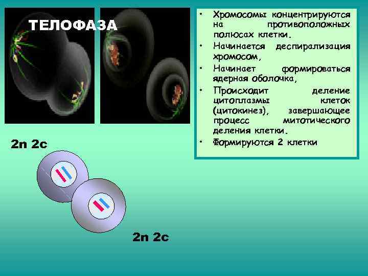 В телофазе формируется ядерная оболочка