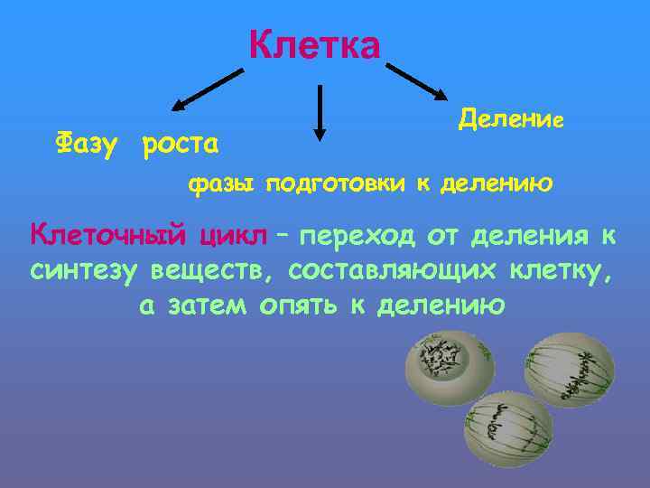 Клетка Фазу роста Деление фазы подготовки к делению Клеточный цикл – переход от деления