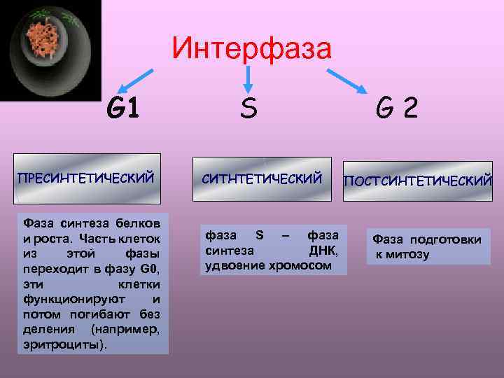 Интерфаза деление митоз