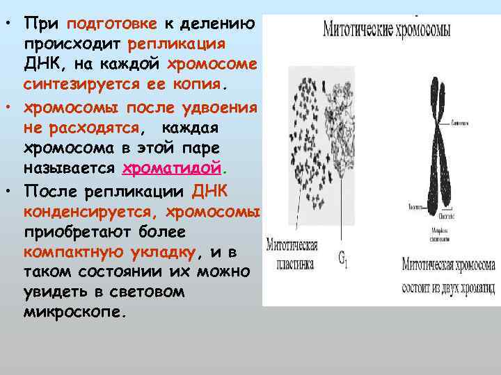  • При подготовке к делению происходит репликация ДНК, на каждой хромосоме синтезируется ее