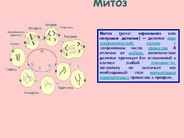 Деление клетки митотический цикл. Деление митоза. Митоз формулы фаз. Общая схема непрямого деления (митоз) эукариотических клеток.. Митоз схема по фазам.