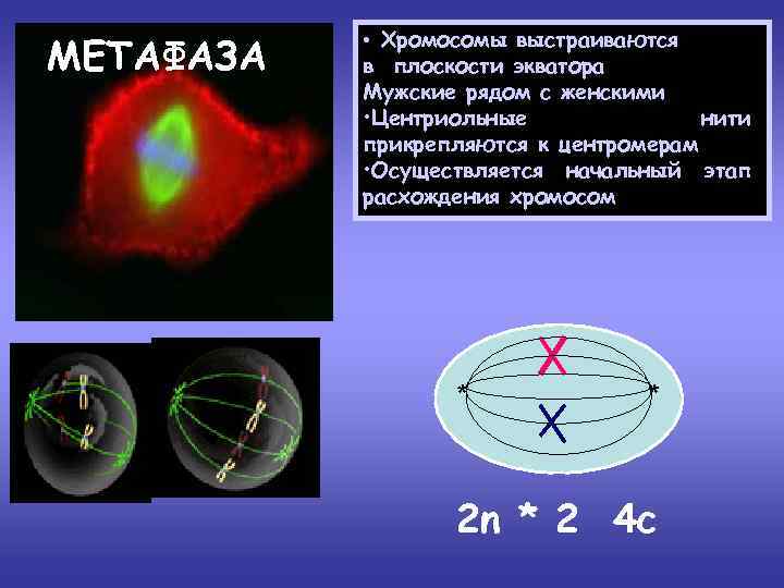 МЕТАФАЗА • Хромосомы выстраиваются в плоскости экватора Мужские рядом с женскими • Центриольные нити