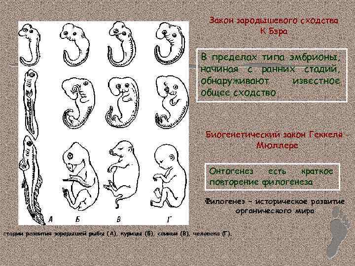 Индивидуальное развитие организма 8 класс презентация