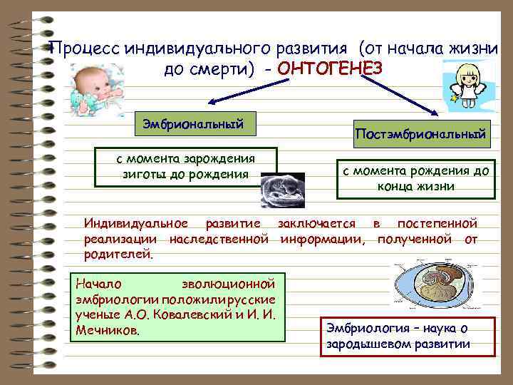 Тема индивидуальное развитие организмов