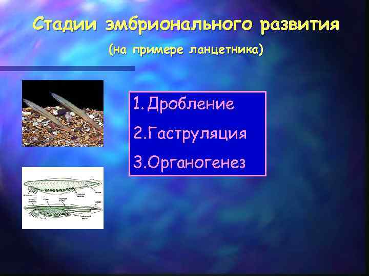Стадии эмбрионального развития (на примере ланцетника) 1. Дробление 2. Гаструляция 3. Органогенез 