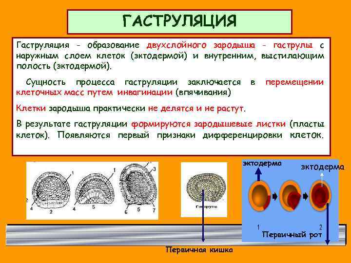 Двухслойный зародыш. Гаструляция это образование двухслойного зародыша. Процесс образования двухслойного зародыша - гаструлы. Процесс гаструляции. Гаструляция двухслойный зародыш.