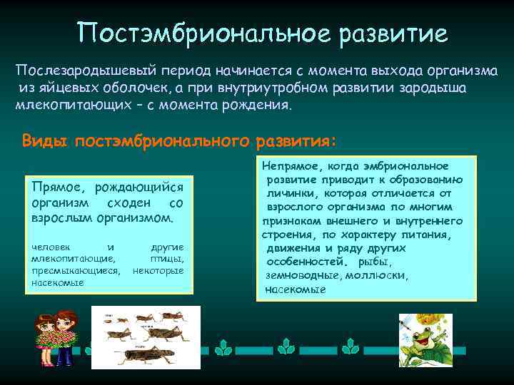 Постэмбриональное развитие Послезародышевый период начинается с момента выхода организма из яйцевых оболочек, а при