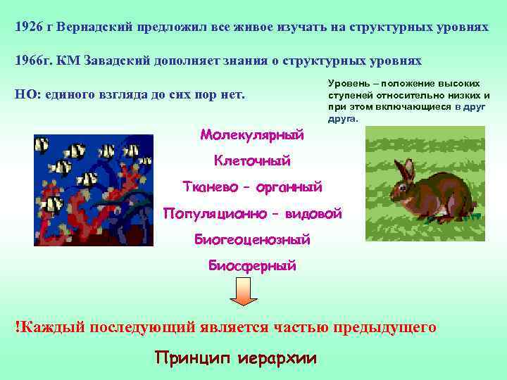1926 г Вернадский предложил все живое изучать на структурных уровнях 1966 г. КМ Завадский