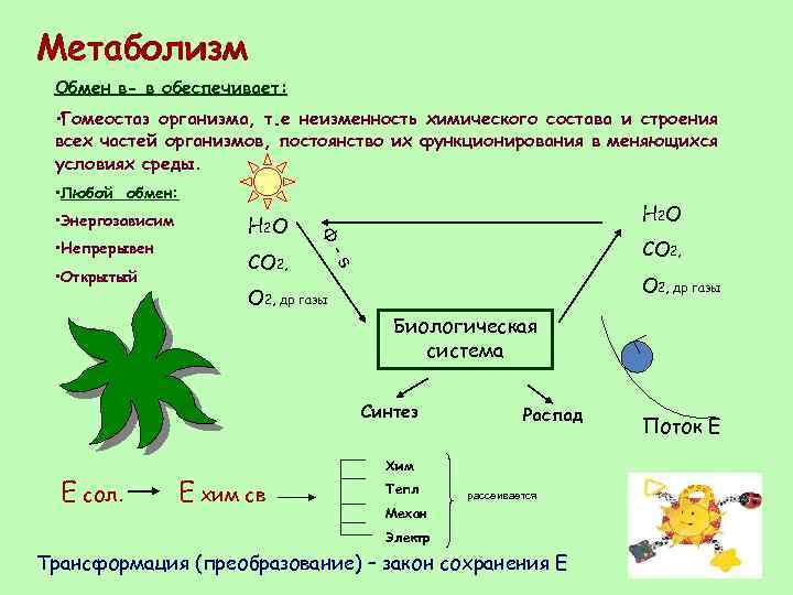 Метаболизм Обмен в- в обеспечивает: • Гомеостаз организма, т. е неизменность химического состава и