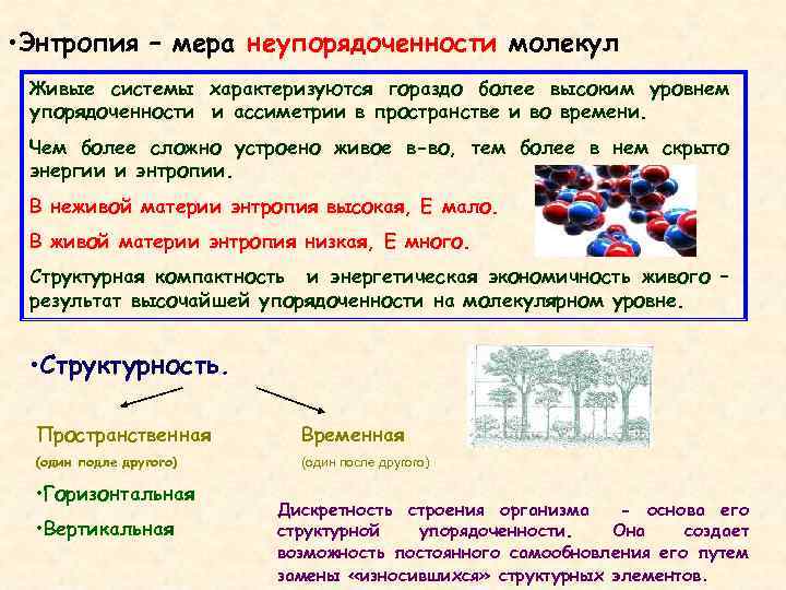  • Энтропия – мера неупорядоченности молекул Живые системы характеризуются гораздо более высоким уровнем