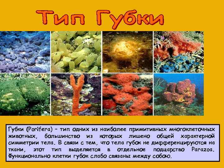  Губки (Porifera) – тип одних из наиболее примитивных многоклеточных животных, большинство из которых
