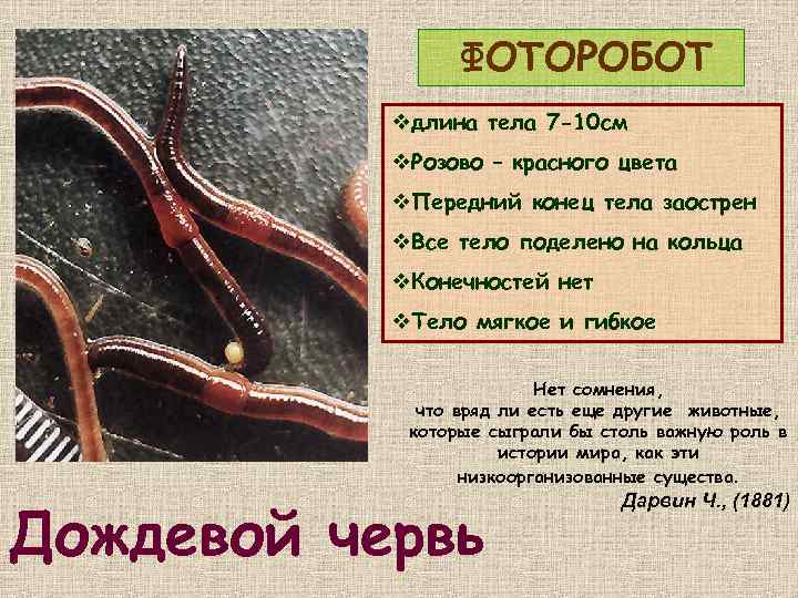 ФОТОРОБОТ vдлина тела 7 -10 см v. Розово – красного цвета v. Передний конец