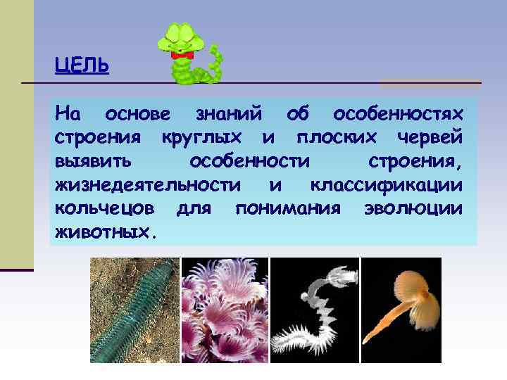 ЦЕЛЬ На основе знаний об особенностях строения круглых и плоских червей выявить особенности строения,