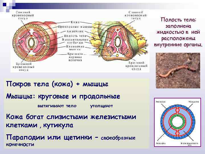 Полость тела заполнена жидкостью. Полости тела заполненные жидкостью. Полость тела заполнена. Первичная полость тела заполнена жидкостью. Полости тела заполненные жидкостью анатомия.