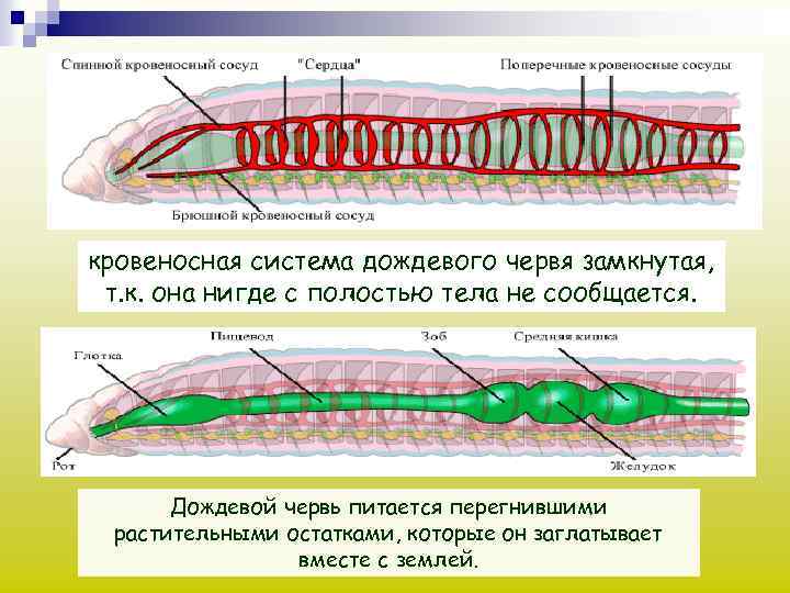 Вторичная полость червя