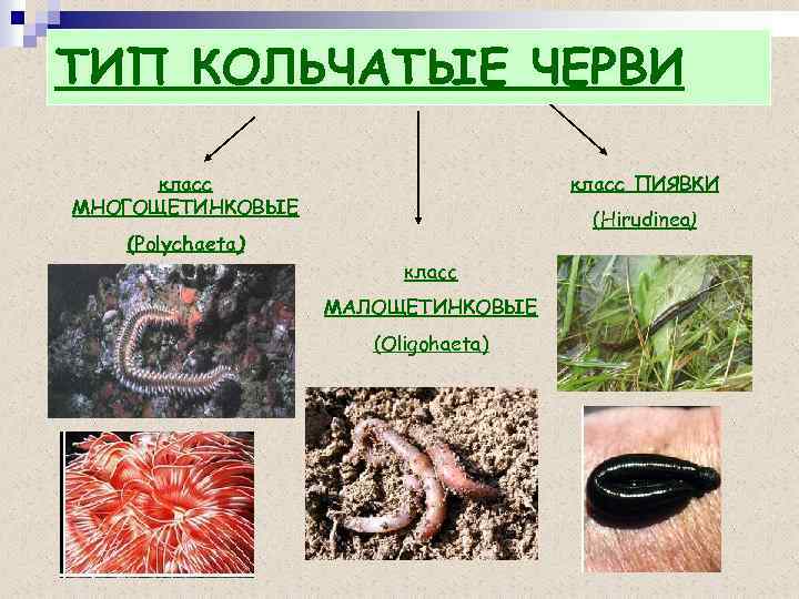 Кольчатые черви презентация