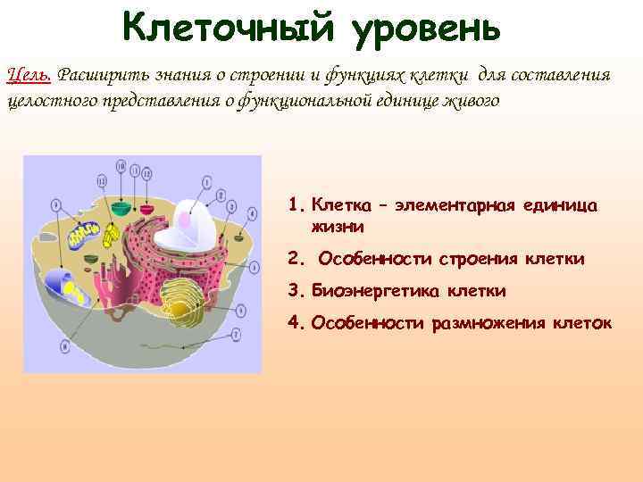 Клеточный уровень Цель. Расширить знания о строении и функциях клетки для составления целостного представления
