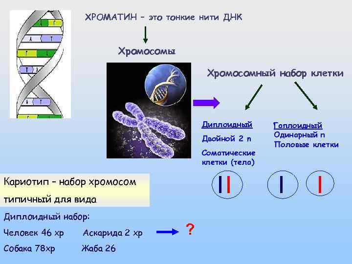 Хромосомный набор клеток листа
