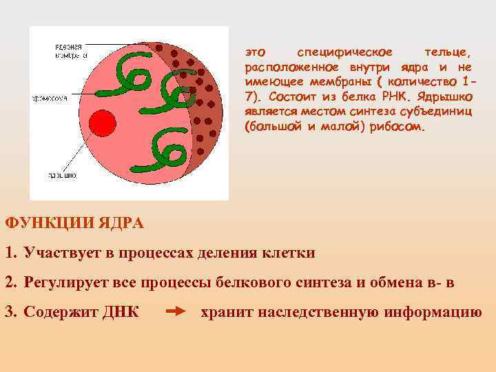 это специфическое тельце, расположенное внутри ядра и не имеющее мембраны ( количество 17). Состоит