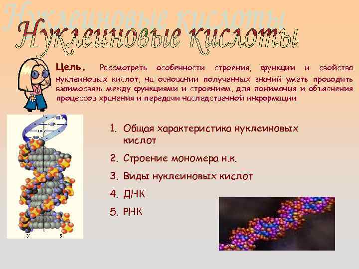 Цель. Рассмотреть особенности строения, функции и свойства нуклеиновых кислот, на основании полученных знаний уметь
