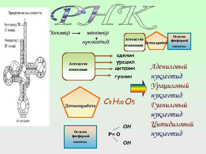 Полимер мономер Остаток Азотистое фосфорной Дезоксирибоза основание кислоты нуклеотид Азотистое основание аденин урацил цитозин