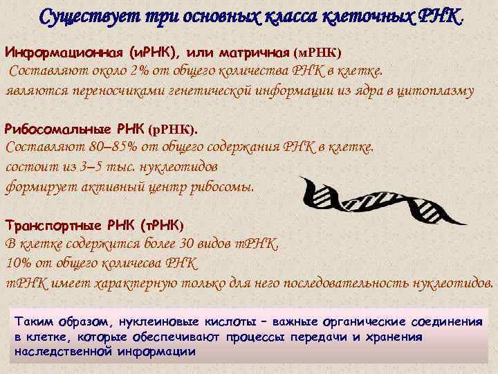 Существует три основных класса клеточных РНК. Информационная (и. РНК), или матричная (м. РНК) Составляют
