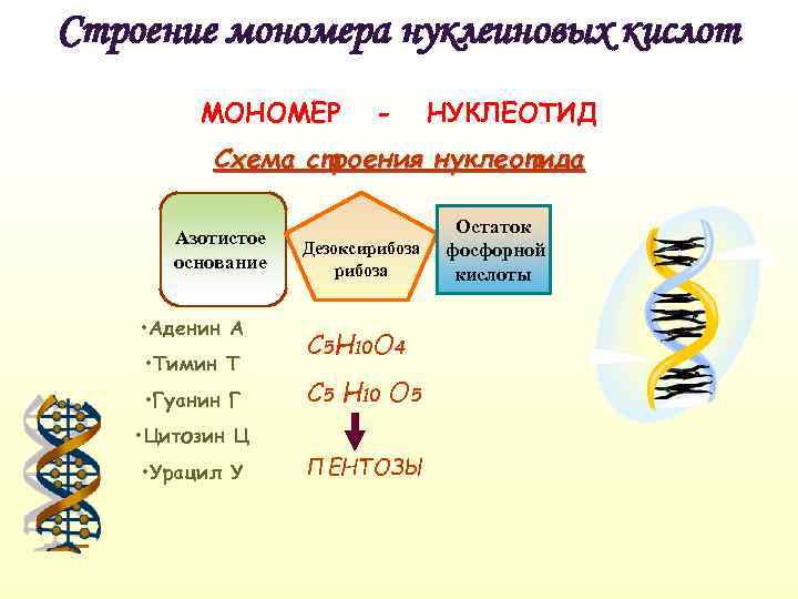 Нуклеиновые кислоты схема