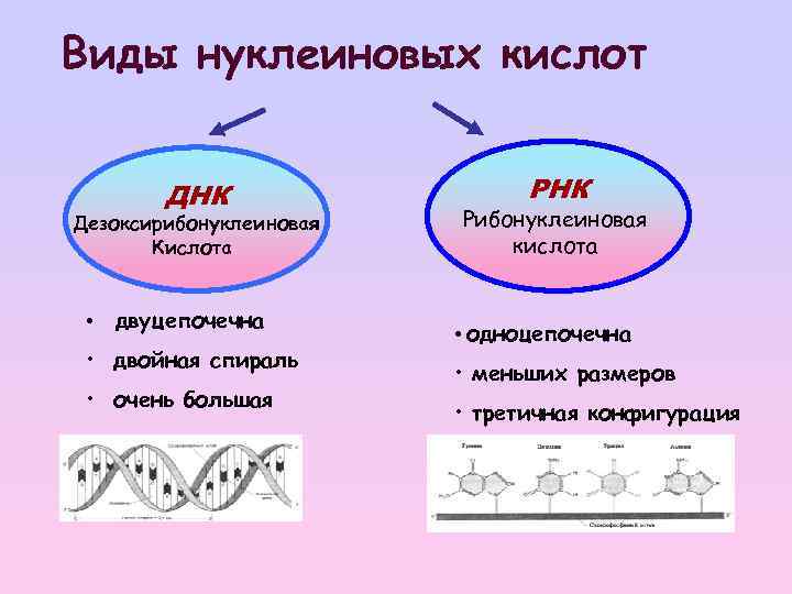 Двойная спираль нуклеиновых кислот