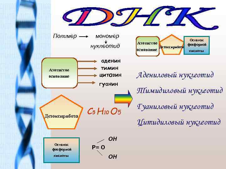 Полимер мономер нуклеотид Азотистое основание аденин тимин цитозин гуанин Дезоксирибоза С 5 Н 10