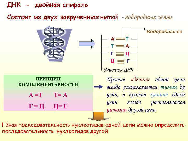 ДНК - двойная спираль Состоит из двух закрученных нитей - водородные связи Водородная св