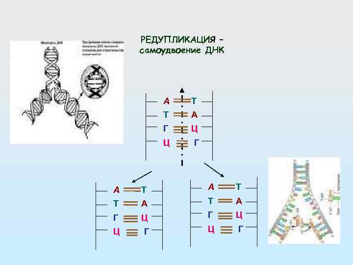 Удвоение молекулы днк