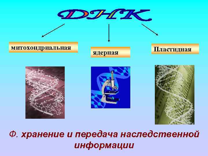 митохондриальная ядерная Пластидная Ф. хранение и передача наследственной информации 