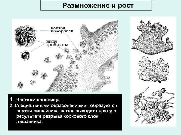 Размножение и рост 1. Частями слоевища 2. Специальными образованиями - образуются внутри лишайника, затем