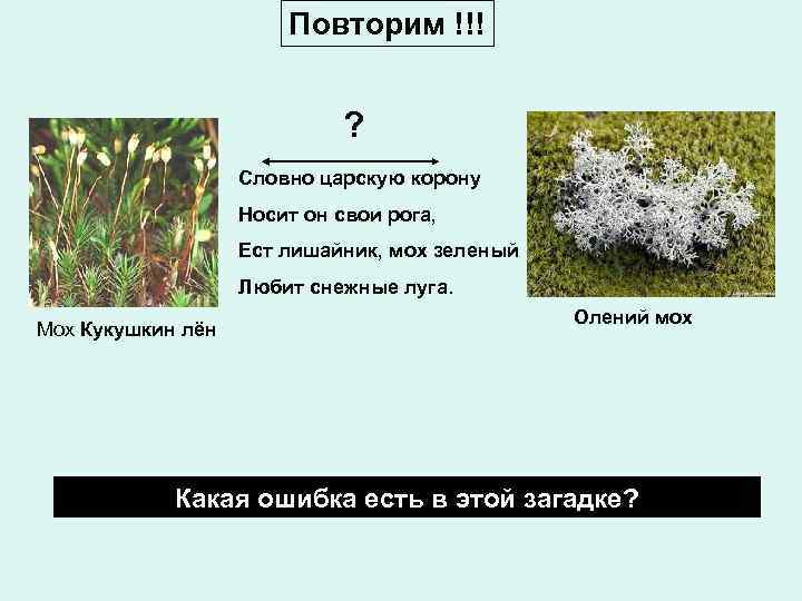 Повторим !!! ? Словно царскую корону Носит он свои рога, Ест лишайник, мох зеленый