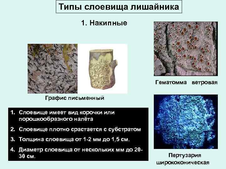 Типы слоевища лишайника 1. Накипные Гематомма ветровая Графис письменный 1. Слоевище имеет вид корочки