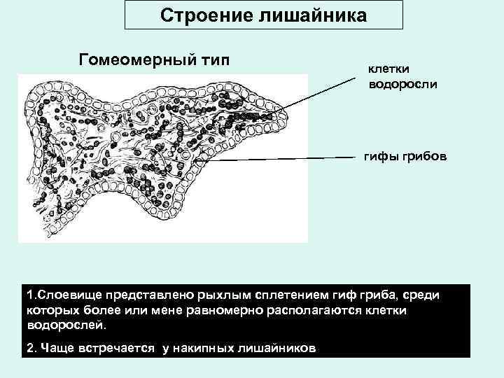 Строение лишайника Гомеомерный тип клетки водоросли гифы грибов 1. Слоевище представлено рыхлым сплетением гиф