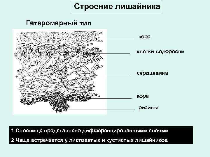 Строение лишайника Гетеромерный тип кора клетки водоросли сердцевина кора ризины 1. Слоевище представлено дифференцированными