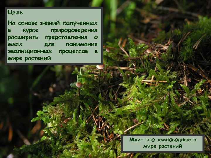 Цель На основе знаний полученных в курсе природоведения расширить представления о мхах для понимания