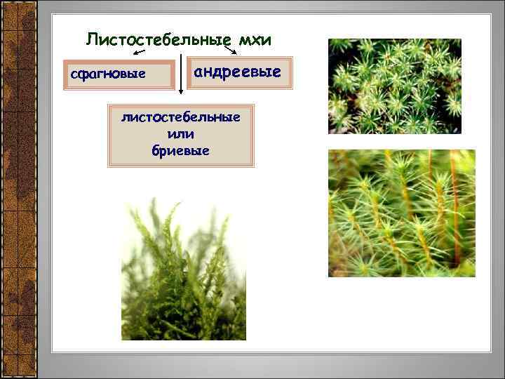 Листостебельные мхи сфагновые андреевые листостебельные или бриевые 