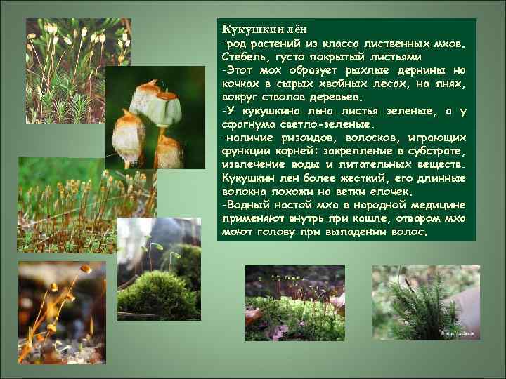 Кукушкин лён -род растений из класса лиственных мхов. Стебель, густо покрытый листьями -Этот мох