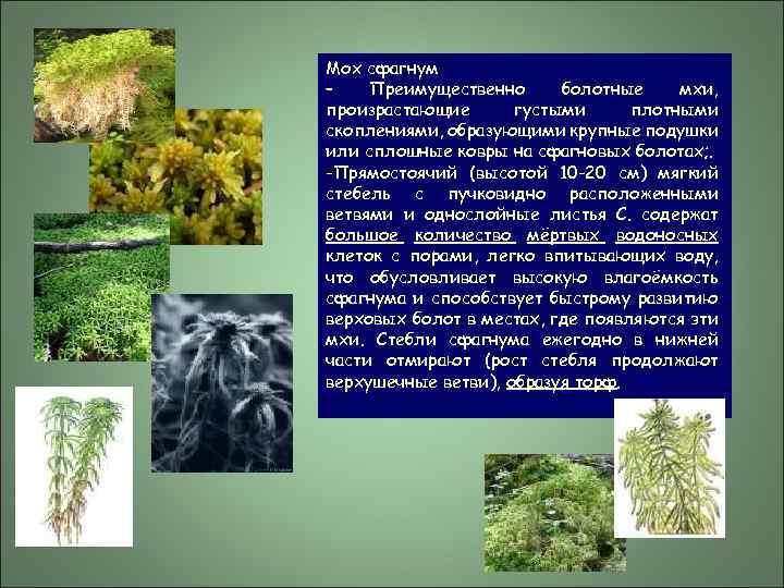Мох сфагнум – Преимущественно болотные мхи, произрастающие густыми плотными скоплениями, образующими крупные подушки или