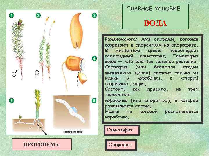 ГЛАВНОЕ УСЛОВИЕ - ВОДА Размножаются мхи спорами, которые созревают в спорангиях на спорофите. В
